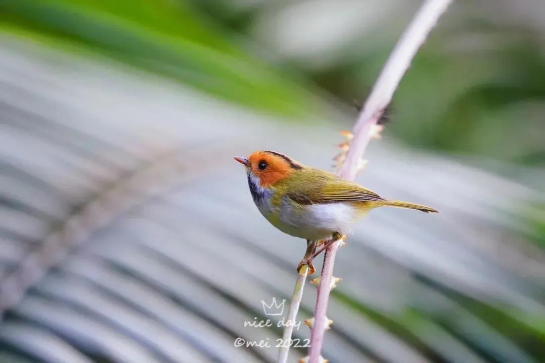 新萌鳥出沒！肇慶這里首次發(fā)現(xiàn)&hellip;&hellip;